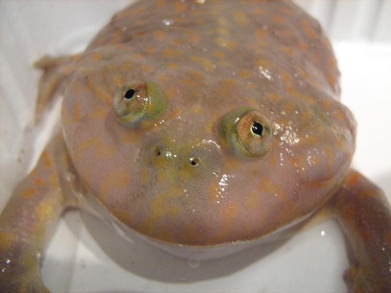 Lepidobatrachus laevis  10.JPG